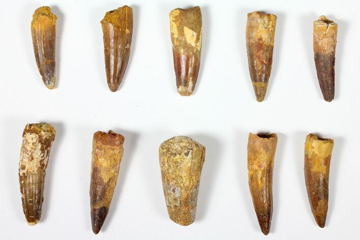 Lot: to Bargain Spinosaurus Teeth - Pieces #126279